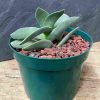Crump Lava Rock Red 2qt - Image 2